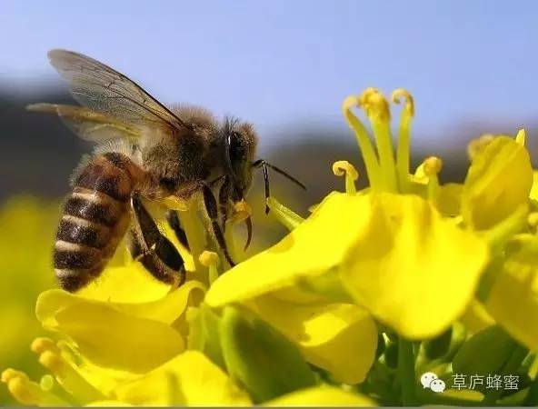 中蜂和意蜂有何不同？