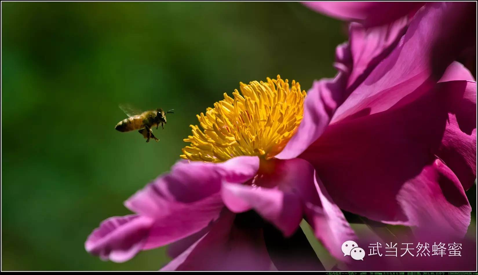蜂王浆的作用与功效 好蜂蜜多少钱一斤 天然野生蜂蜜 蜂蜜种类 蜂蜜价格表