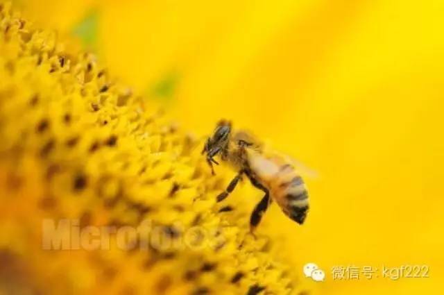 蜜蜂生产蜂蜜是干什么用的?