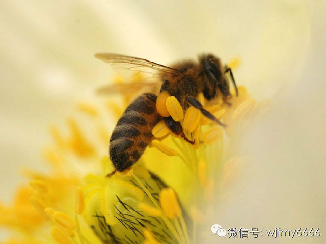 蜂蜜黄油薯片 蜂蜜包装设计 冠生园蜂蜜价格 蜂蜜美容法 花茶