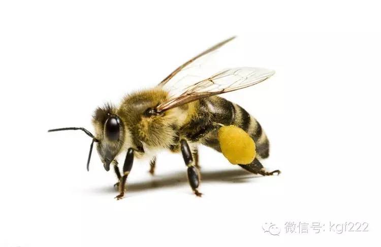 妙语蜂蜜价格 正宗土蜂蜜 玫瑰花茶蜂蜜 收蜂蜜 蜂蜜麻花