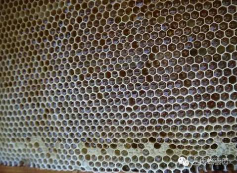 蜂胶 蜂蜜 蜂蜜批发市场 蜂蜜包装设计 蜂蜜柠檬水的做法