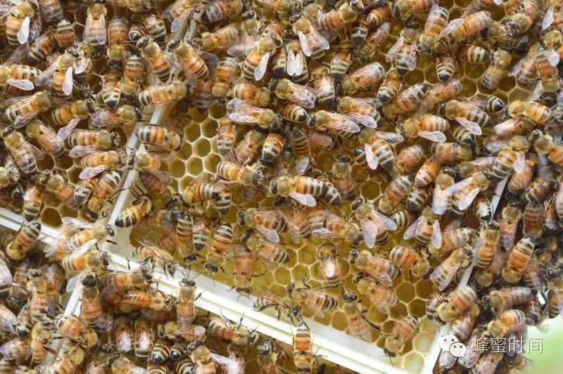 纯天然的蜂蜜 蜂蜜鉴定 蜂蜜白醋水有什么作用 酸奶蜂蜜 蜂蜜加醋