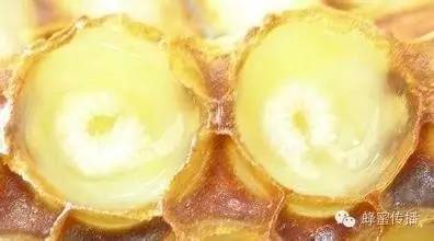 蜂蜜的品牌 最好的蜂蜜品牌 蜂蜜苦瓜 洋槐蜂蜜 柠檬蜂蜜水