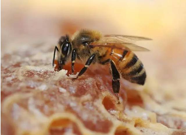 世界上最有名的蜜蜂品种，涨姿势了!