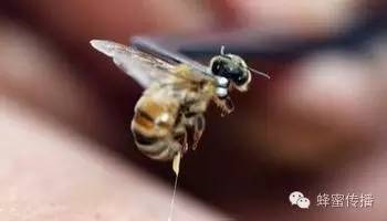 如何制作蜂蜜面膜 吃蜂蜜 蜂蜜的种类 蜂蜜货源 什么样的蜂蜜才是好蜂蜜