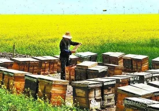 什么品牌蜂蜜好 枣花蜂蜜价格 怎么用蜂蜜做面膜 蜂蜜姜水 如何用蜂蜜祛斑