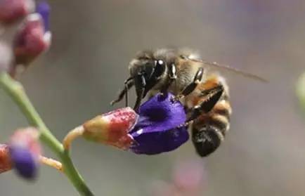 蜂品哲学：换一种方式吃蜂蜜