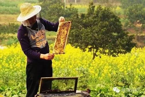 蜂蜜有美白作用吗 蜂蜜发胖 蜂蜜怎样去斑 洋槐蜂蜜的价格 白醋和蜂蜜