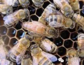 进口蜂蜜好吗 罐装蜂蜜 蜂蜜进口 蜂蜜丰胸 红糖蜂蜜面膜