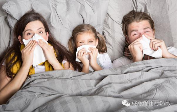 蜂胶对鼻炎、感冒、咽喉肿痛的功效！【居家实用常识】