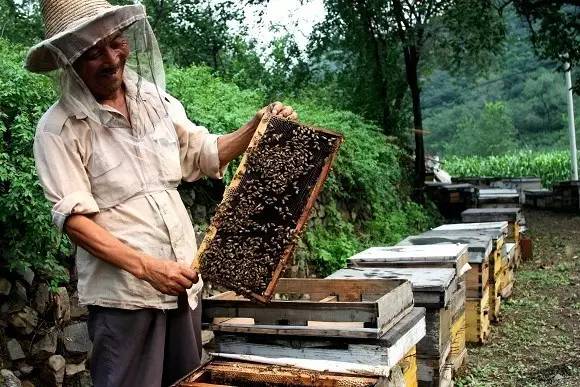 蜜蜂采蜜的知识，蜜蜂采蜜能飞多远，蜜蜂一次采多少花蜜