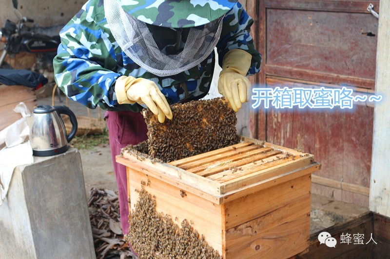 蜂蜜 加工 蜂蜜 纯天然 农家 蜂蜜求购信息 枇杷蜂蜜价格 黑蜂蜂蜜