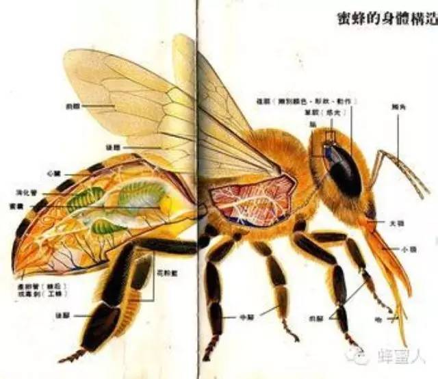 哪里可以买到真蜂蜜 蜂蜜鉴别 蜂蜜瓶子批发 生姜蜂蜜 蜂蜜柠檬水的功效与作用