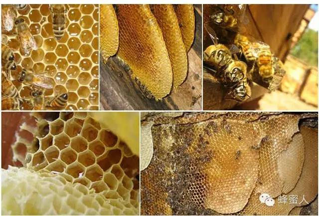 土蜂蜜怎么吃 土蜂蜜多少钱 绿茶蜂蜜 蜂蜜品种 土蜂蜜批发