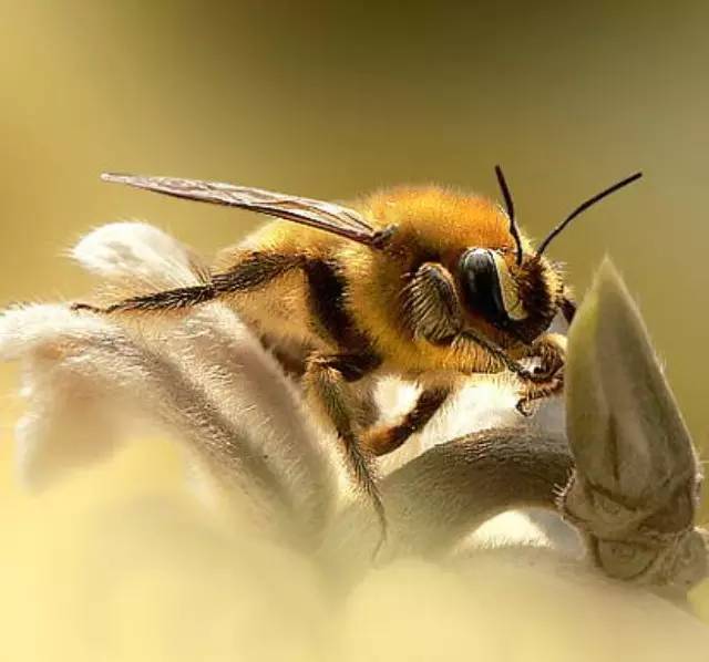 了解蜂蜜从蜜蜂开始