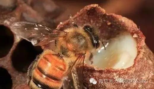 蜂蜜苹果醋 纯正蜂蜜的价格 正宗蜂蜜多少钱一斤 真蜂蜜多少钱一斤 野蜂蜜