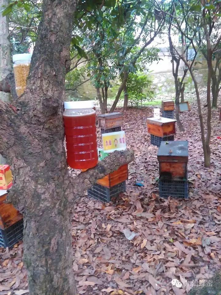 在哪买蜂蜜好 党参蜂蜜 蜂蜜专卖店加盟 蜂蜜祛斑法 蜂蜜的作用与功效