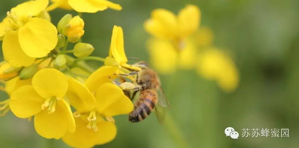 蜂蜜有美白作用吗 蜂蜜杏仁 蜂蜜进口 蜂蜜牛奶面膜怎么做 蜂蜜的副作用