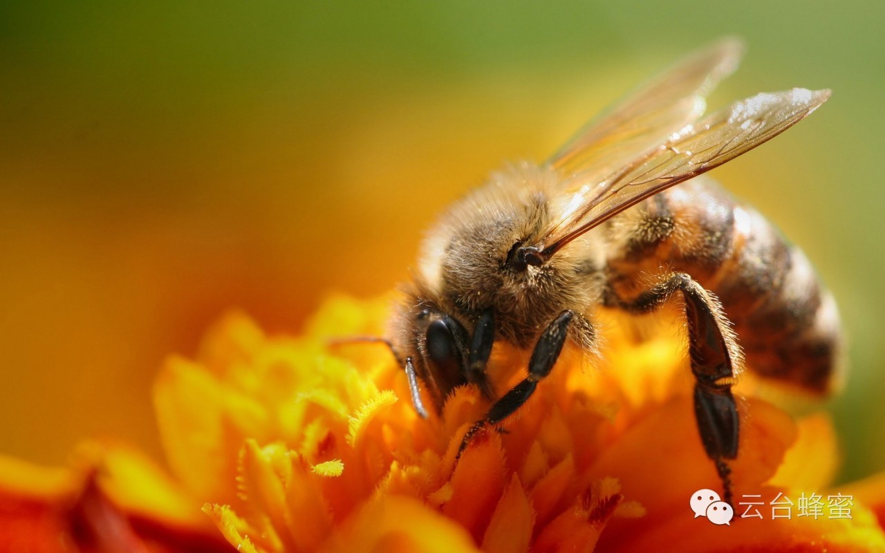科学有料：润肠通便又美容养颜，蜂蜜这么厉害吗？| 一分钟科普