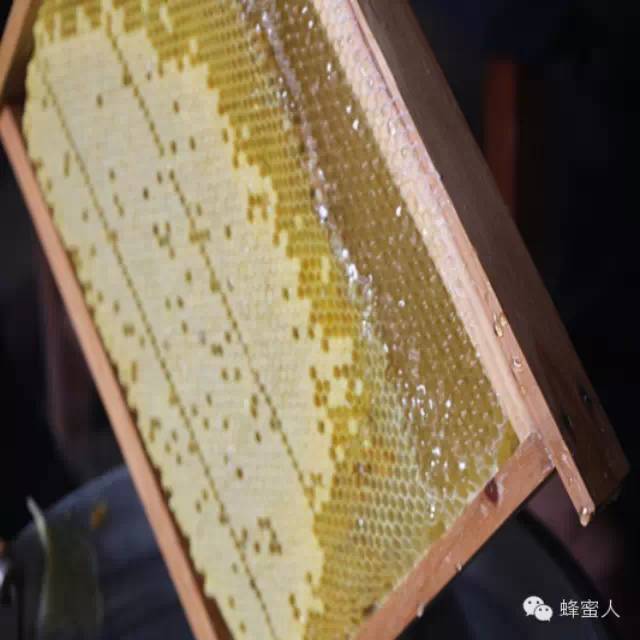 我国为全球第一养蜂国 蜂王浆贸易量占全球九成