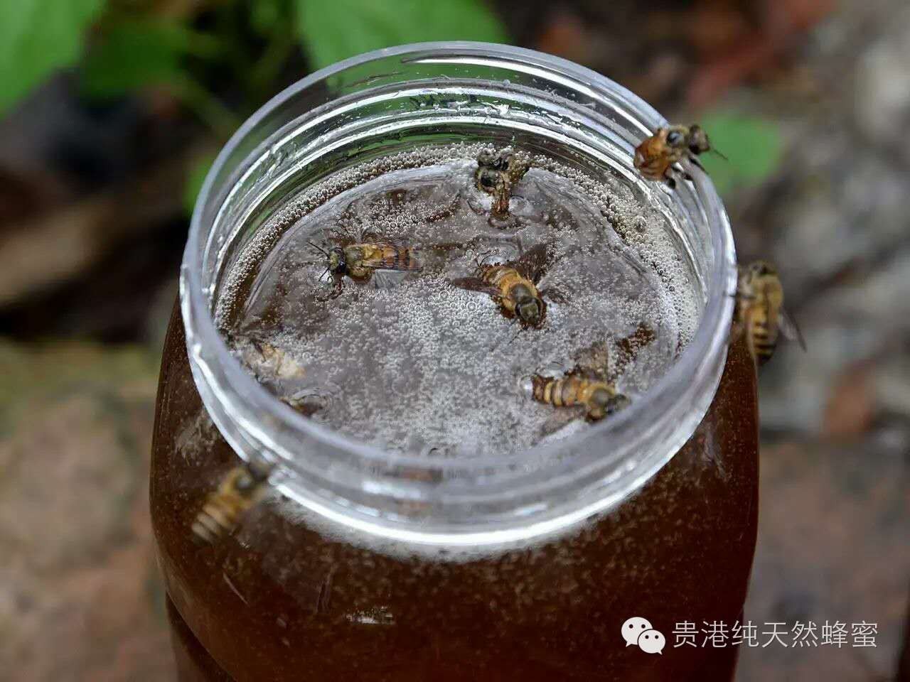 最好的养生食品——蜂蜜