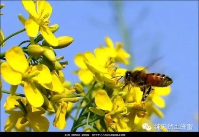 蜂蜜瓶 蜂蜜蛋清面膜 如何鉴别蜂蜜的真假 纯天然野生蜂蜜 蜂蜜测试仪