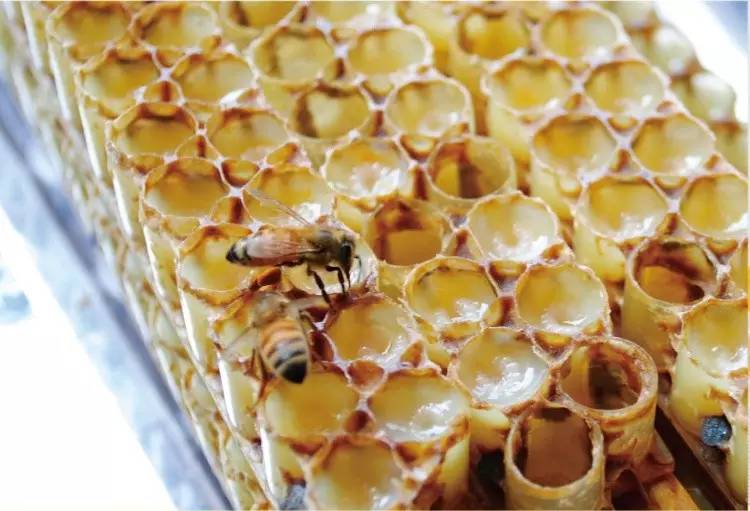 蜂蜜放冰箱结晶沉淀 5类食品放进冰箱变得更糟