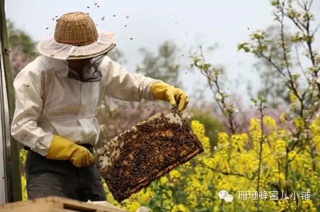 自制蜂蜜面膜 蜂蜜柚子茶 最好的蜂蜜 各种蜂蜜的作用 茶叶蜂蜜