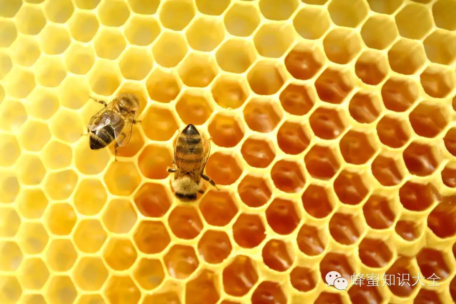 吃对蜂蜜、一生少吃半吨药！