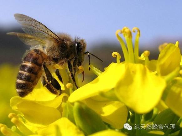 如何用蜂蜜去痘印 怎样利用蜂蜜去痘印