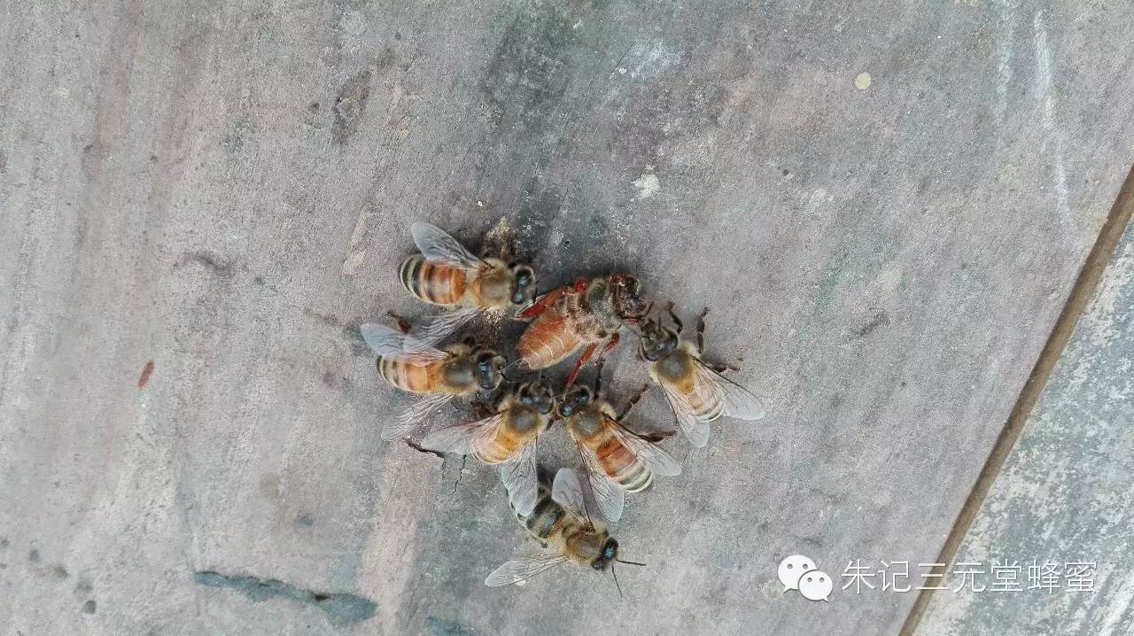 蜂蜜包装瓶 蜂蜜燕麦片 蜂蜜祛斑 蜂蜜代理 蜂蜜进口
