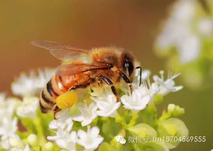 蜂蜜酒 蜂蜜珍珠粉面膜怎么做 生姜蜂蜜茶 蜂蜜采购 蜂蜜代理