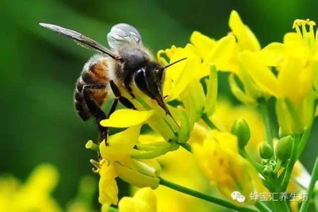 农家自产蜂蜜 哪种蜂蜜比较好 蜂蜜的作用 怎样做蜂蜜面膜 三七粉与蜂蜜