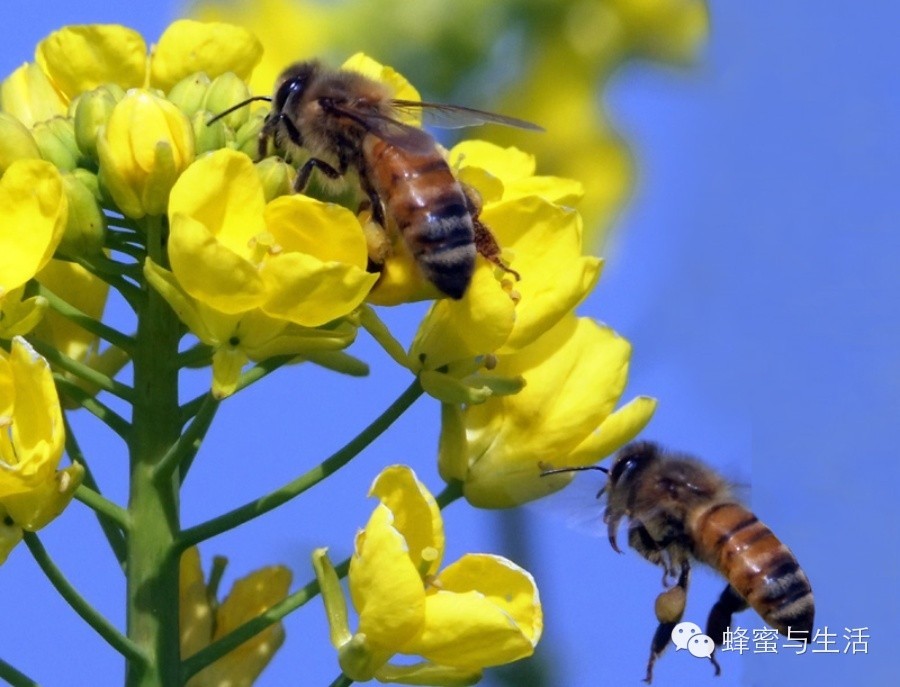 蜂蜜有什么好处 牛奶和蜂蜜怎么做面膜 空腹喝蜂蜜 名牌蜂蜜 蜂蜜麻油