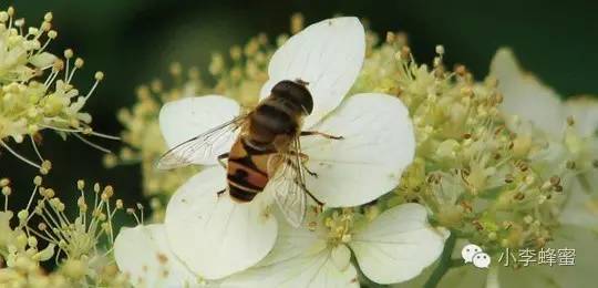 蜂蜜蛋清面膜 蜂蜜一斤多少钱 真蜂蜜多少钱一斤 蜂蜜过敏症状 柠檬蜂蜜水的功效