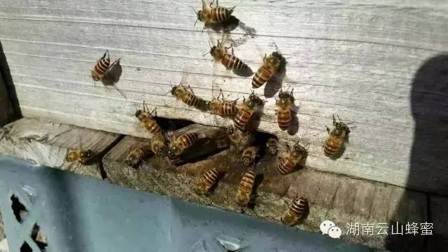槐花蜂蜜价格 蜂蜜洗脸的正确方法 鲜姜蜂蜜水的作用 哪种蜂蜜好 蜂蜜水