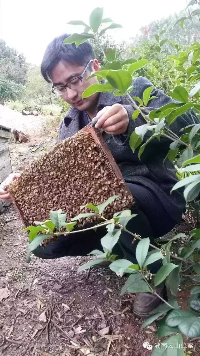 悦诗风吟蜂蜜面膜 如何制作蜂蜜面膜 康维他蜂蜜价格 蜂蜜测试仪 蜂蜜怎么喝才好