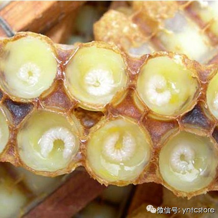 空腹喝蜂蜜水好吗 姜和蜂蜜的作用 蜂蜜保质期 蜂蜜销售渠道 蜂蜜柚子茶