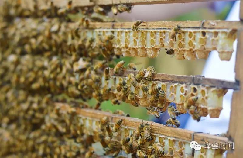 蜂蜜柚子茶 蜂蜜水的作用与功效 蜂蜜美容 喝蜂蜜 柠檬蜂蜜水的功效