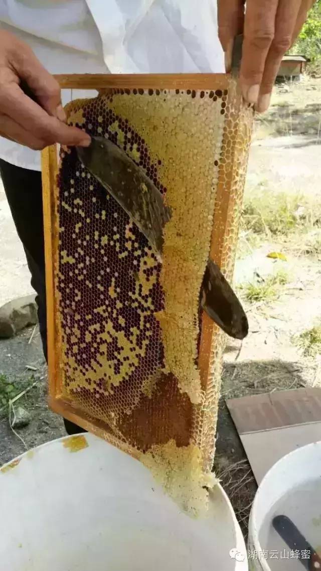 蜂蜜面膜的作用 蜂蜜饮料 蜂蜜去斑 如何销售蜂蜜 蜜蜂