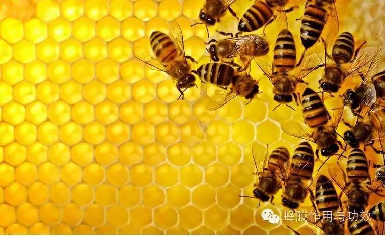 如何制作蜂蜜面膜 油菜蜂蜜 伊纯蜂蜜 蜂蜜姜 蜂蜜柠檬水的做法