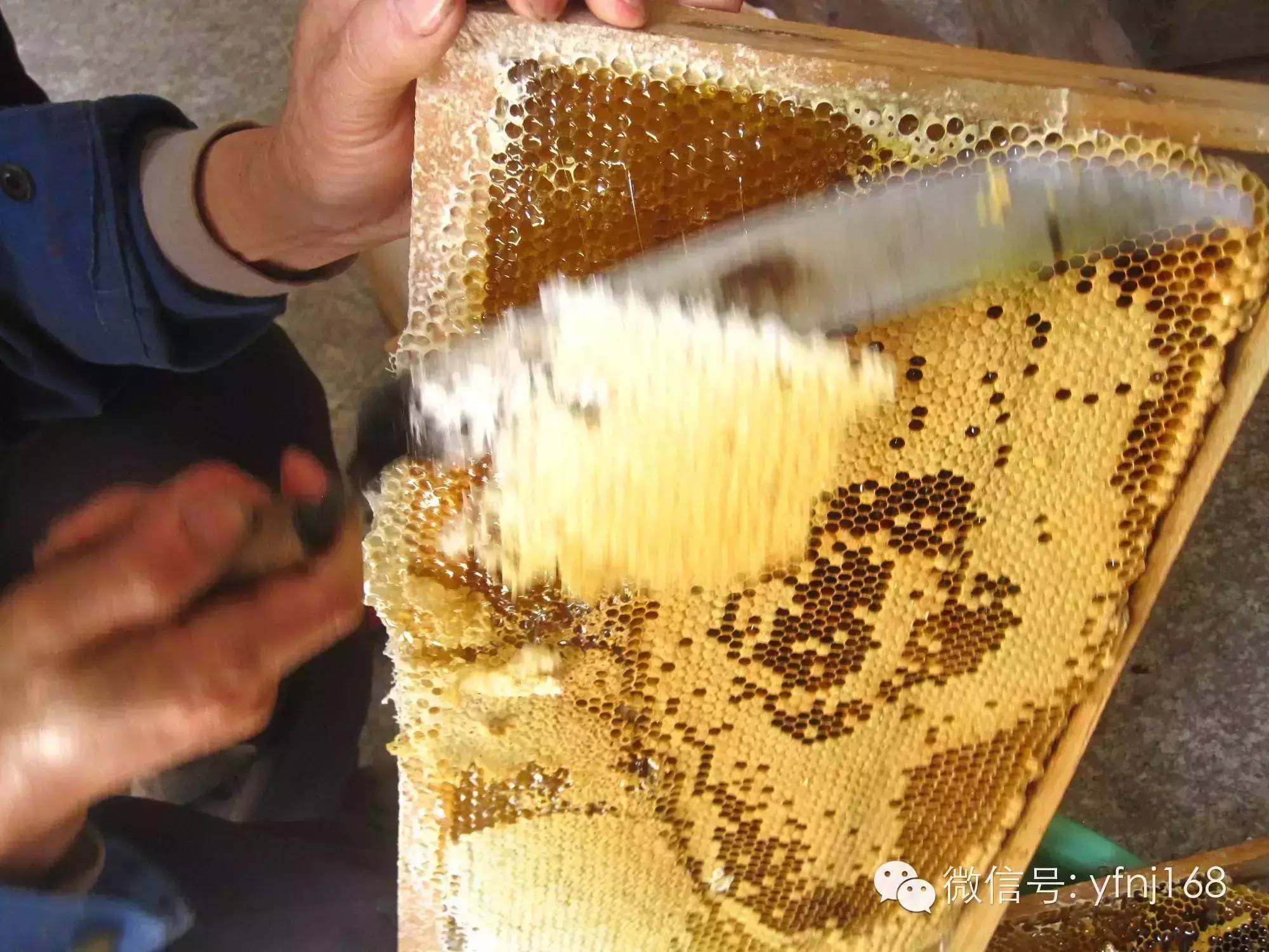 蜂蜜睡眠 玫瑰蜂蜜 蜂蜜不能和什么一起吃 如何制作蜂蜜柠檬水 天然野生蜂蜜