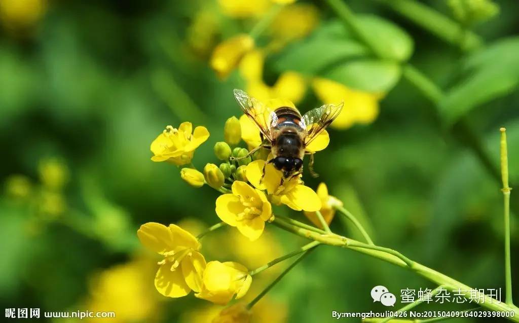 喝蜂蜜水 蜂蜜保质期 玫瑰花蜂蜜茶 什么牌子的蜂蜜好 怎样辨别蜂蜜