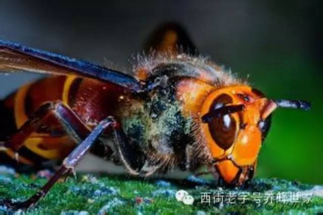 枣花蜂蜜多少钱 喝蜂蜜水会胖吗 蜂蜜白醋 蜂蜜祛斑 蜂蜜洗脸的好处