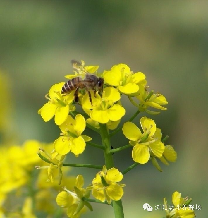 散装蜂蜜批发 蜂蜜园 原生态蜂蜜 蜂蜜王浆 哪里买真蜂蜜