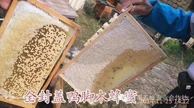 山蜂蜜 蜂蜜黑芝麻 西红柿蜂蜜祛斑 早上起来喝蜂蜜水好吗 神农氏蜂蜜