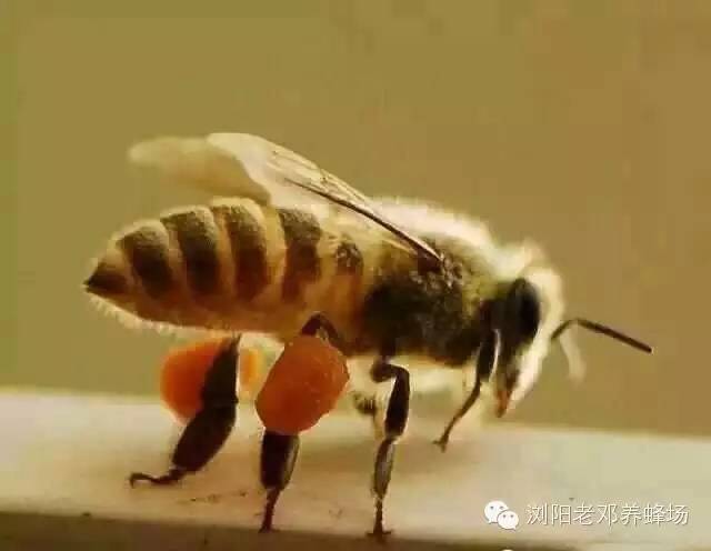 蜂蜜怎么吃好 白萝卜蜂蜜水 蜂蜜罐子 蜂蜜橄榄油面膜 澳洲蜂蜜