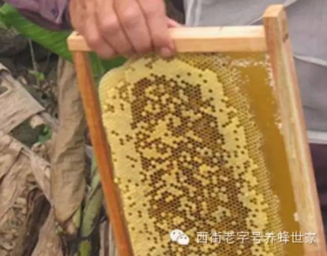 槐花蜂蜜好吗 蜂蜜的副作用 蜂蜜白醋 蜂蜜水 天然蜂蜜多少钱一斤