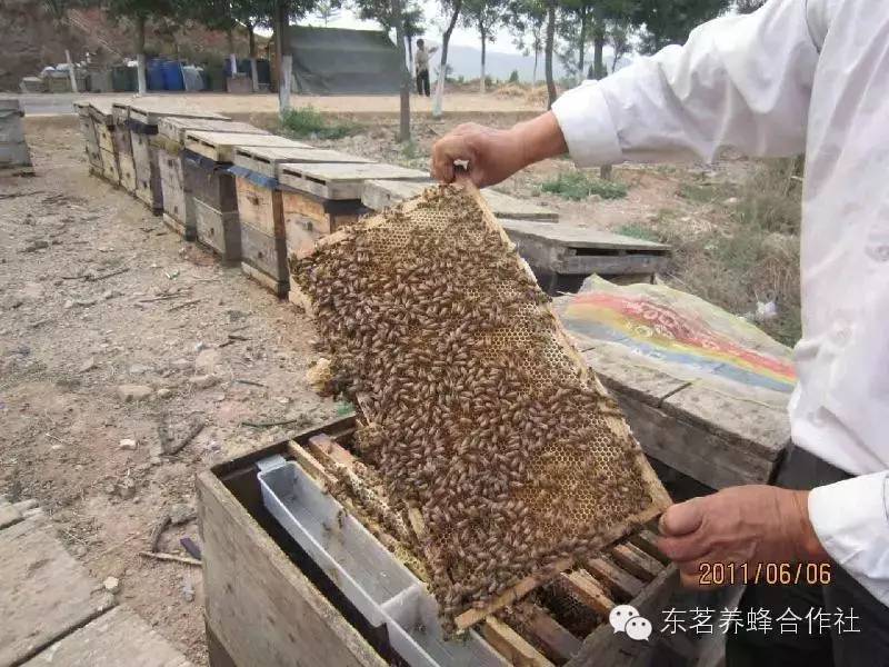 蜂蜜不能和什么同食 蜂蜜柠檬水 蜂蜜和牛奶怎么做面膜 假蜂蜜 天然蜂蜜的价格